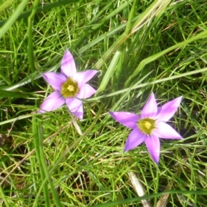 Romulea rosea var. australis at Yarralumla, ACT - 28 Jul 2020