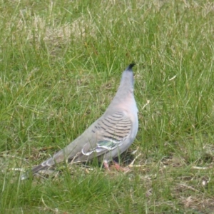 Ocyphaps lophotes at Yarralumla, ACT - 28 Jul 2020