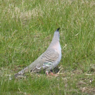Ocyphaps lophotes (Crested Pigeon) at Yarralumla, ACT - 28 Jul 2020 by Mike