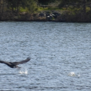 Phalacrocorax carbo at Yarralumla, ACT - 28 Jul 2020