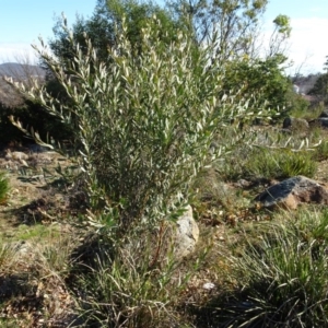 Daviesia mimosoides at Ainslie, ACT - 25 Jul 2020