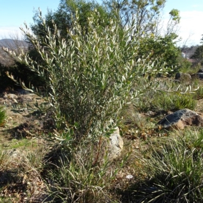 Daviesia mimosoides (Bitter Pea) at Ainslie, ACT - 25 Jul 2020 by AndyRussell