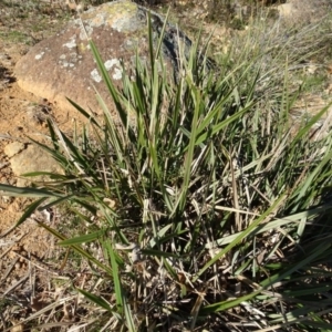 Dianella revoluta var. revoluta at Ainslie, ACT - 25 Jul 2020