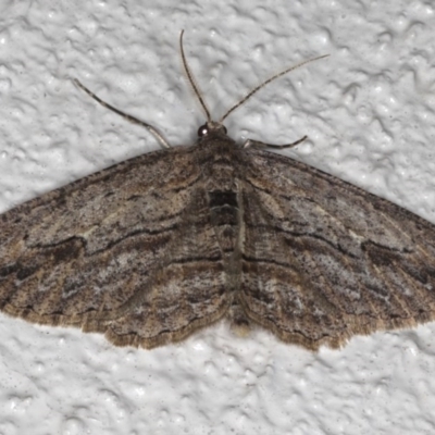 Ectropis excursaria (Common Bark Moth) at Ainslie, ACT - 25 Jul 2020 by jb2602