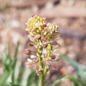 Lepidium africanum at Stirling, ACT - 28 Jul 2020