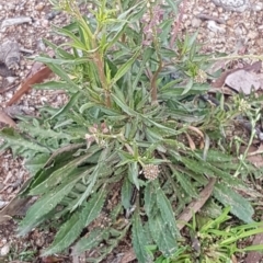 Lepidium africanum at Stirling, ACT - 28 Jul 2020