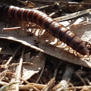 Diplopoda (class) at Stirling, ACT - 28 Jul 2020