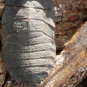 Laxta granicollis at Stirling, ACT - 28 Jul 2020