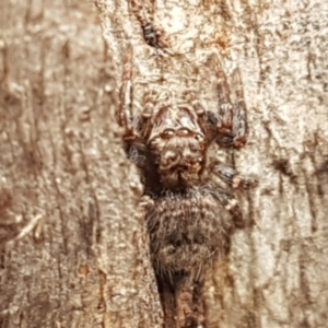 Servaea sp. (genus) at Stirling, ACT - 28 Jul 2020