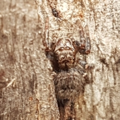 Servaea sp. (genus) (Unidentified Servaea jumping spider) at Stirling, ACT - 28 Jul 2020 by trevorpreston