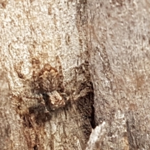 Servaea sp. (genus) at Stirling, ACT - 28 Jul 2020