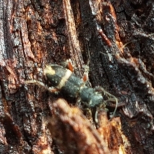 Lemidia accincta at Stirling, ACT - 28 Jul 2020