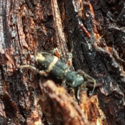 Lemidia accincta (Clerid beetle) at Stirling, ACT - 28 Jul 2020 by tpreston