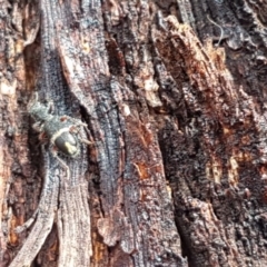 Lemidia accincta at Stirling, ACT - 28 Jul 2020