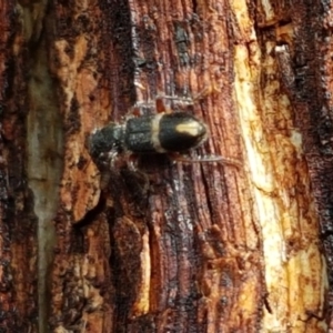 Lemidia accincta at Stirling, ACT - 28 Jul 2020