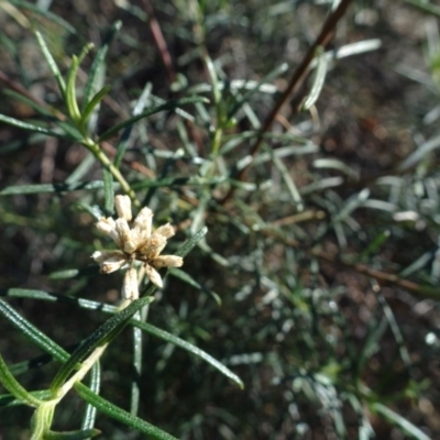 Cassinia quinquefaria (Rosemary Cassinia) at Ainslie, ACT - 25 Jul 2020 by AndyRussell