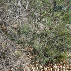 Cassinia quinquefaria at Ainslie, ACT - 25 Jul 2020