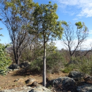 Brachychiton populneus subsp. populneus at Ainslie, ACT - 25 Jul 2020