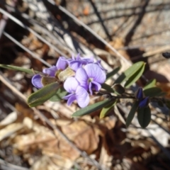 Hovea heterophylla (Common Hovea) at Ainslie, ACT - 25 Jul 2020 by AndyRussell