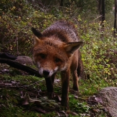 Vulpes vulpes (Red Fox) at Tuggeranong DC, ACT - 27 Jul 2020 by ChrisHolder