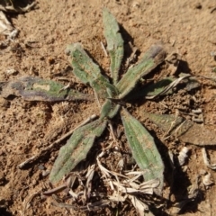Plantago varia (Native Plaintain) at Campbell, ACT - 25 Jul 2020 by AndyRussell