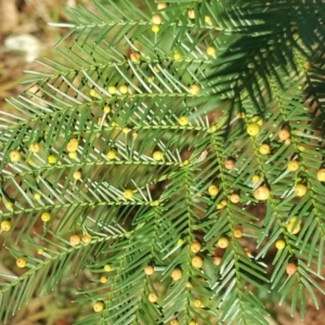 Austroacacidiplosis botrycephalae at Jerrabomberra, ACT - 27 Jul 2020