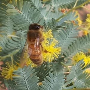 Apis mellifera at Isaacs, ACT - 27 Jul 2020 07:13 PM