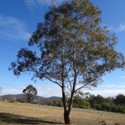 Eucalyptus melliodora (Yellow Box) at Campbell, ACT - 25 Jul 2020 by AndyRussell