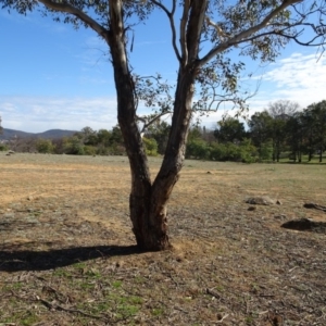 Eucalyptus melliodora at Campbell, ACT - 25 Jul 2020