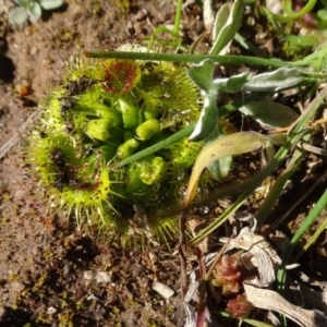 Drosera sp. at Campbell, ACT - 25 Jul 2020 12:25 PM