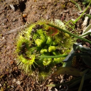 Drosera sp. at Campbell, ACT - 25 Jul 2020 12:25 PM