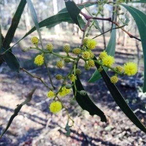 Acacia pycnantha at Black Mountain - 28 Jul 2020 06:47 AM