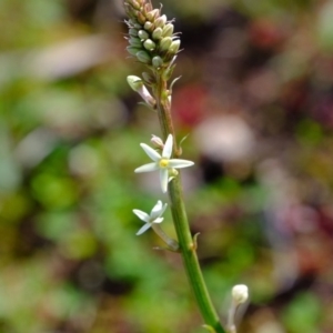 Stackhousia monogyna at Holt, ACT - 28 Jul 2020