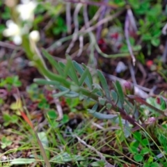 Stackhousia monogyna at Holt, ACT - 28 Jul 2020