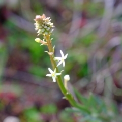 Stackhousia monogyna at Holt, ACT - 28 Jul 2020