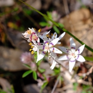 Wurmbea dioica subsp. dioica at Holt, ACT - 28 Jul 2020