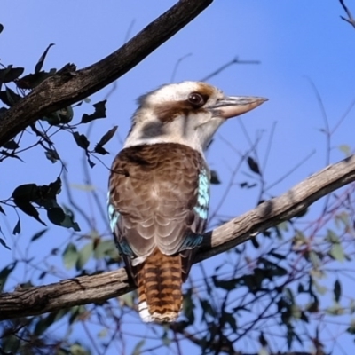 Dacelo novaeguineae (Laughing Kookaburra) at Woodstock Nature Reserve - 28 Jul 2020 by Kurt