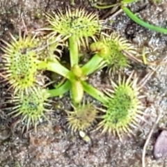 Drosera sp. (A Sundew) at Holt, ACT - 28 Jul 2020 by trevorpreston