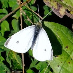 Pieris rapae at Holt, ACT - 28 Jul 2020