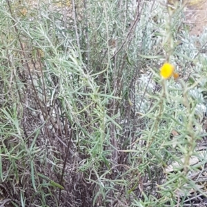 Chrysocephalum semipapposum at Holt, ACT - 28 Jul 2020