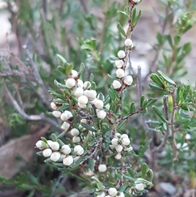 Cryptandra amara (Bitter Cryptandra) at Holt, ACT - 28 Jul 2020 by tpreston