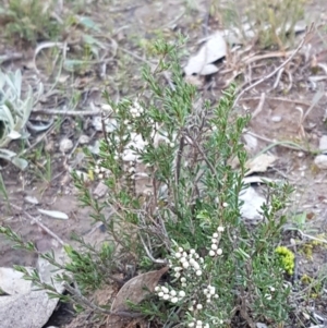 Cryptandra amara at Holt, ACT - 28 Jul 2020