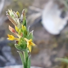 Pimelea curviflora (Curved Rice-flower) at Holt, ACT - 28 Jul 2020 by trevorpreston