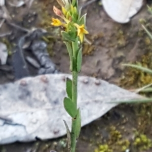 Pimelea curviflora at Holt, ACT - 28 Jul 2020