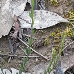 Pimelea curviflora at Holt, ACT - 28 Jul 2020