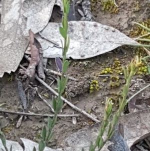 Pimelea curviflora at Holt, ACT - 28 Jul 2020