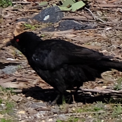 Corcorax melanorhamphos (White-winged Chough) at Holt, ACT - 28 Jul 2020 by Kurt