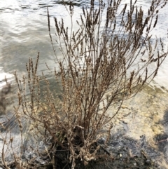 Lythrum salicaria at Yarralumla, ACT - 28 Jul 2020