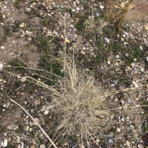 Eragrostis curvula at Yarralumla, ACT - 28 Jul 2020 12:50 PM