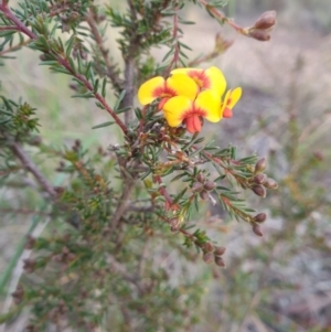 Dillwynia phylicoides at O'Connor, ACT - 27 Jul 2020 08:17 PM